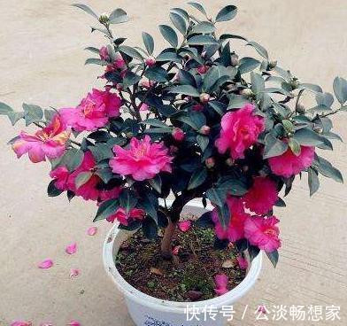 茶花换盆有“方法”,做好“几点”,叶子不脱落,7天就开始长根