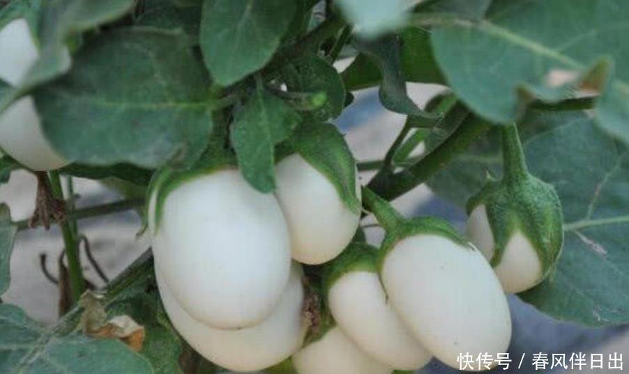 阳台养盆“鸡蛋”,生长快结果多,3天采摘1次,够全家吃!