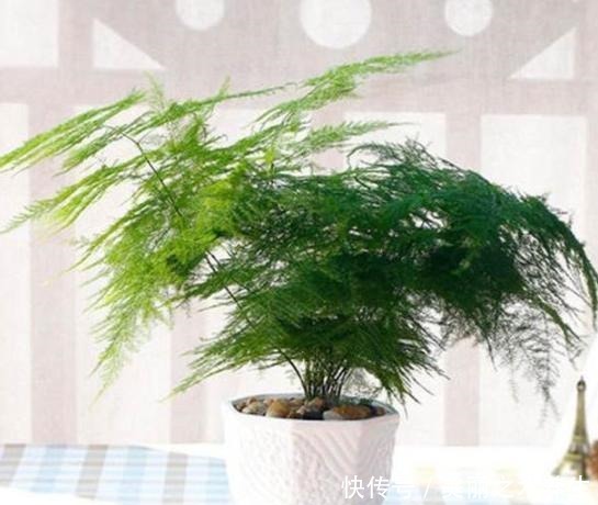 家中常年不见光养花就选这3种，耐阴好养，欣赏价值高！