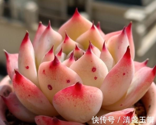 养多肉就像修炼一样,即便是普通的水蜜桃,也能绽放光彩