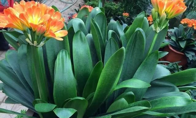 家中“光照不足”,就养5种花,一盆比一盆茂盛漂亮,花美叶也美