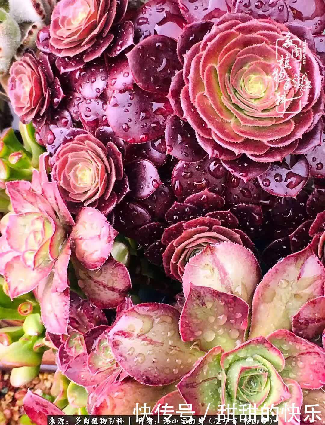 蚧壳虫|远嫁他乡,多肉是我孤寂时最美的陪伴!