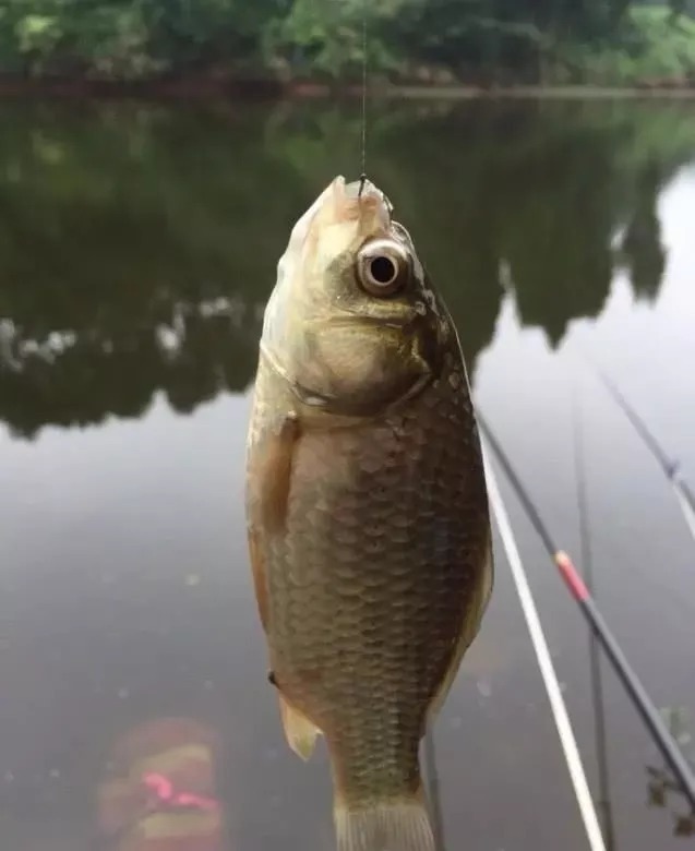 为啥你每次钓得不多?因为台钓的这个“精髓”,被你忘记了