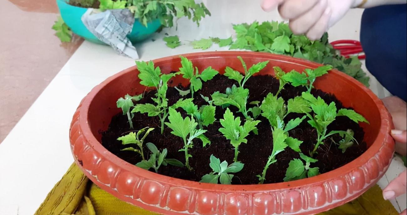 9种漂亮花，现在扦插“正当时”，喜欢别错过