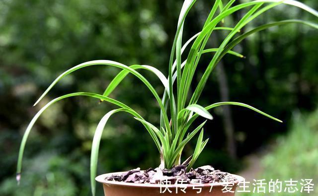 家养|夏天养兰花,究竟能不能淋雨?兰友:最怕这样淋