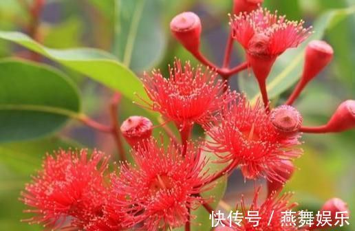 大户人家爱养“三植物”,一开花就有好事情,遇水疯长“寓意好”