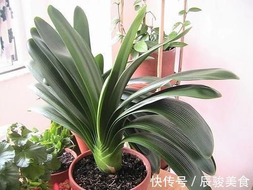 家里养君子兰,教你1套万能浇水法,叶子绿出油,开花不夹箭