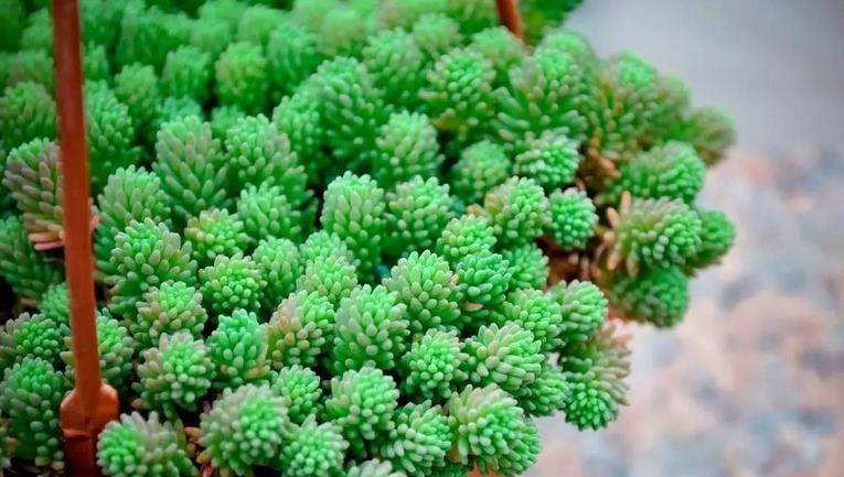 看似是草,实际是多肉,薄雪万年草,养殖抓住4个细节长得漂亮