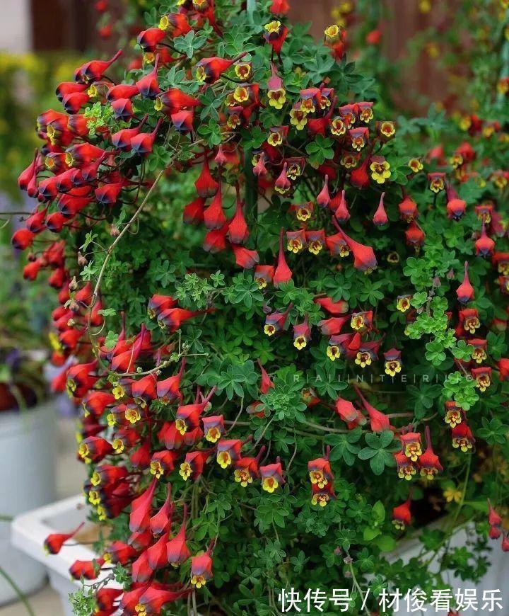 姜荷花|大爷养的“荷花”，窜的房顶高，垂下来变成花瀑布！