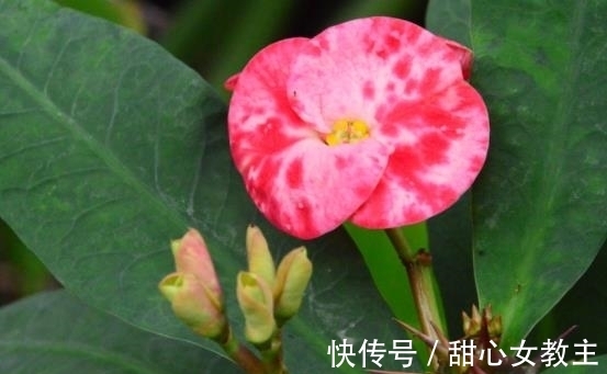 茶花|农历十一月大雪过后,养什么花?家里养3种花,一帆风顺吉祥如意