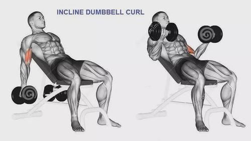弯杆|最全的肱二三头肌训练图解，漂亮手臂必备！
