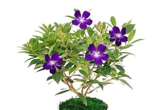 八种以牡丹命名的花卉,开花鲜艳漂亮,颜值高,值得养