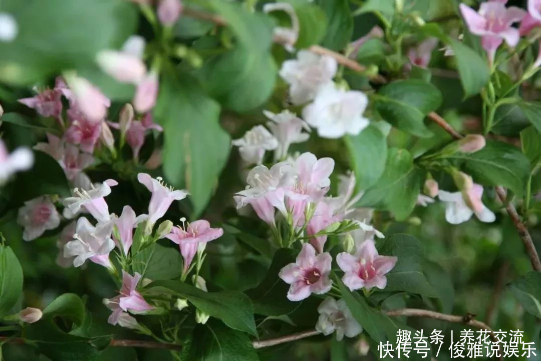 极其耐寒的锦带花,在东北和西北寒冷的地方能养很好,花开特旺盛