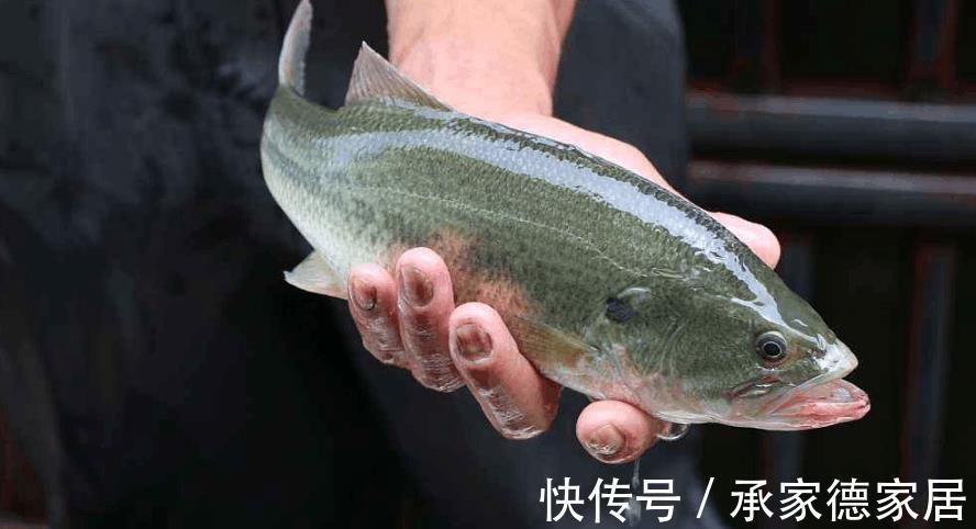 身体|这3种鱼自带“寄生虫”和“重金属”，价格虽便宜，没营养伤身体