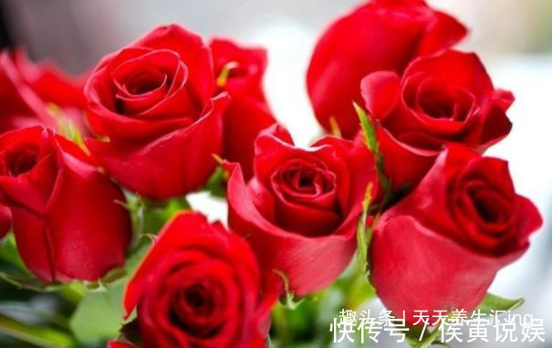 “精品玫瑰”卡罗拉,红艳似火,寓意炽热的爱情,可以说盆栽必备