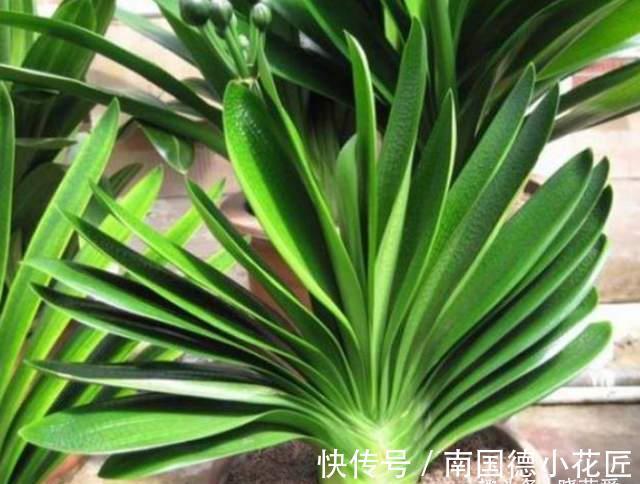 叶片|8月养君子兰“3不急”,注意“2点”,叶片油绿开花艳