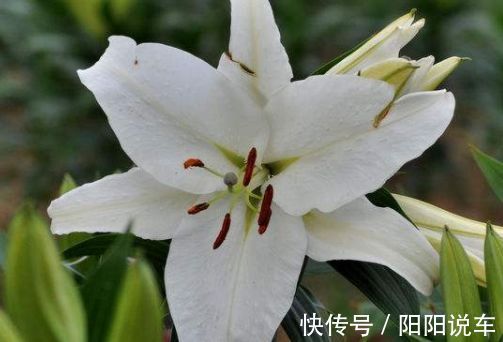 土星王|“珍品月季”土星王阳台,丰腴婀娜,美丽怡人,堪称是养花首选