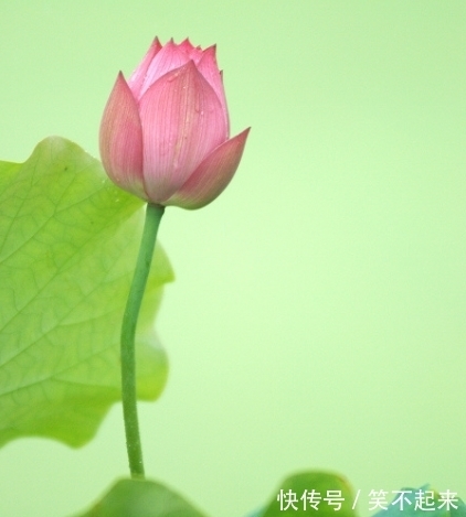 桃花|11月上旬，4属相吉星傍身，桃花朵朵，财源滚滚，生活富足无忧