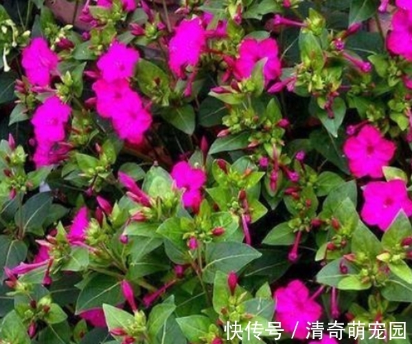 好处|农村常见紫茉莉,除了是“驱蚊高手”,居然还有这么多好处!