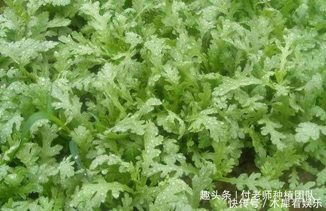 种茼蒿，采收时连根拔起教你1个技巧，茼蒿摘完一茬又一茬