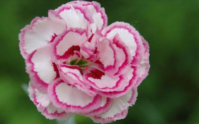 3种花现在养正合适,不怕热不怕晒,开花容易非常漂亮,适合新手