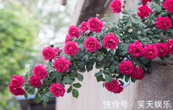 小花|月季冒出花蕾,却被“蚜虫”包围,学会这几招,1个月消灭病虫害