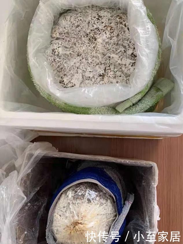 灵芝|自己种的灵芝能不能吃?入口的东西要慎重,莫馋嘴!