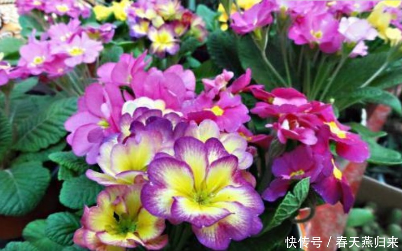 5种花,耐热又耐冷,四季都有花赏,满屋子飘香,南北方都能养!