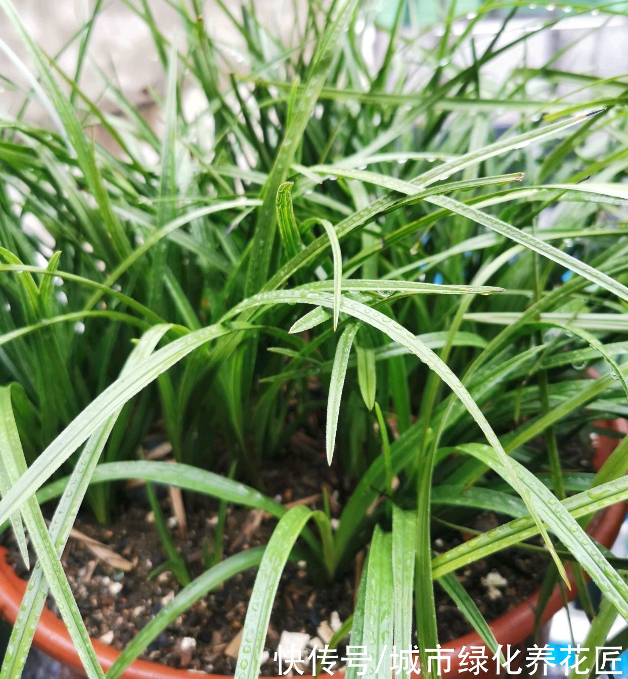 韭菜|3年的兰花养成了爆盆韭菜，有必要给兰花分苗换盆吗？