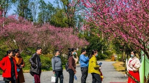 中年|新春佳节，常德5A桃花源迎来自驾游热潮