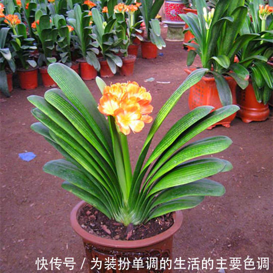 养君子兰重点在于浇水，掌握好它的习性，叶绿花红花期长