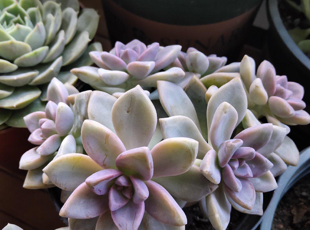 3种多肉，天冷也能生长，颜色状态美美哒，适合懒人养