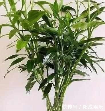 富贵竹捡回来养了2年,一米多高还开花了,方法原来这么简单!