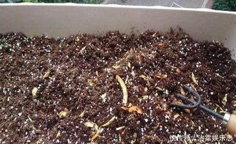 家里的盆栽花期不开花、还枯死了,是啥原因答案在这里