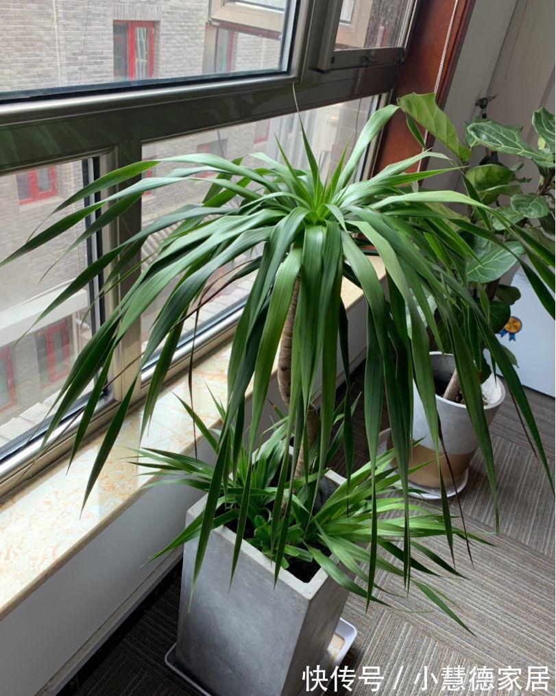 漂亮|6种“懒人花”吉利又漂亮,客厅养一盆,一个月不浇,也能挤爆盆