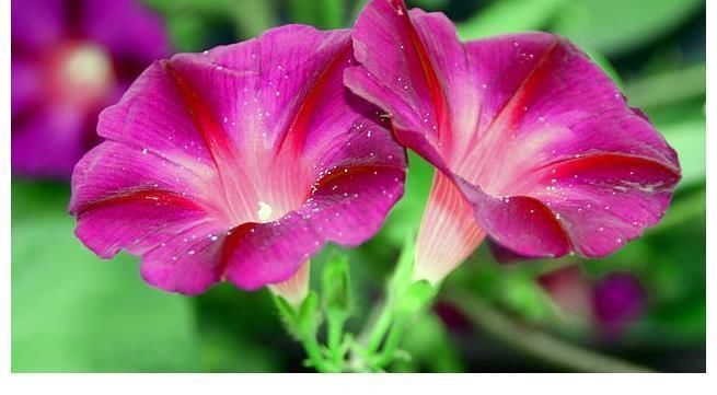 不管你喜不喜欢花草,这几种花你是一定要养的,因为又便宜又好看