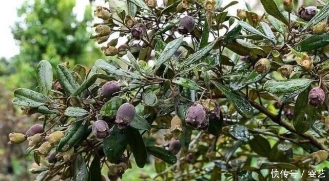 小时候|山上就有生长的这种“野果”,农村娃小时候经常吃,药用价值很高