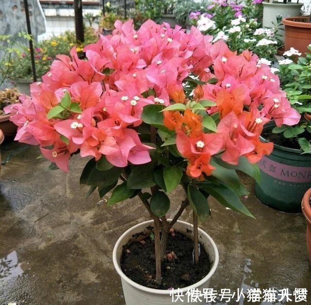 养护|养花要“舍得剪”，把这6种花卉剪成“光杆子”，开花变成棒棒糖！