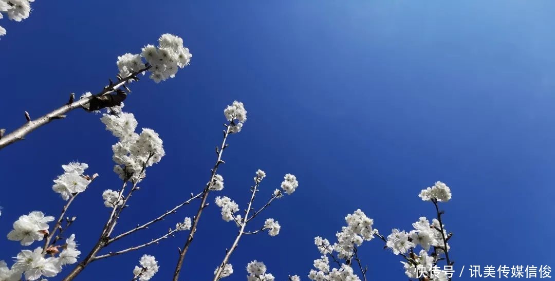 3000亩樱桃花开了！要想赏花，这里绝对是个好去处！