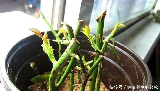 月季花扦插只需要做到这几点就好了,生根发芽超级快!