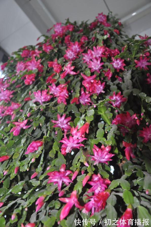 蟹爪兰装葱死活不开花,3个窍门,一次性解决,嗖嗖就花满枝