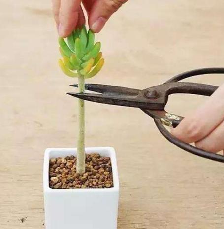 花头|养多肉''一头切'',一盆变多盆,盆盆爆满,操作简单还有效