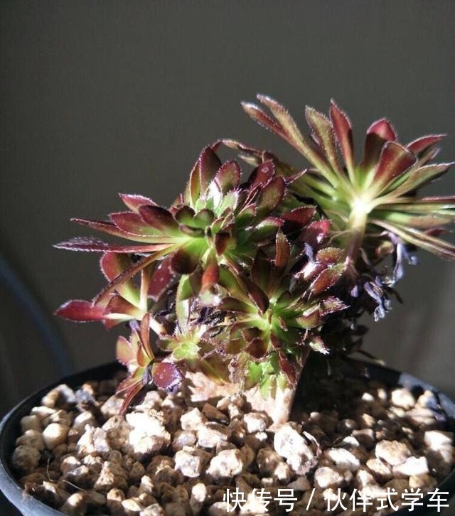 多肉黑法师度夏,记住2个细节,状态美长成一捧黑玫瑰!