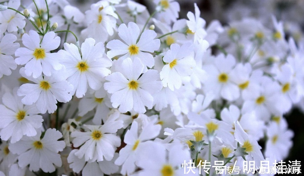 飞琼!妻子吃醋了,柳永特意给她写了首肉麻情词,短短几句堪称哄妻典范