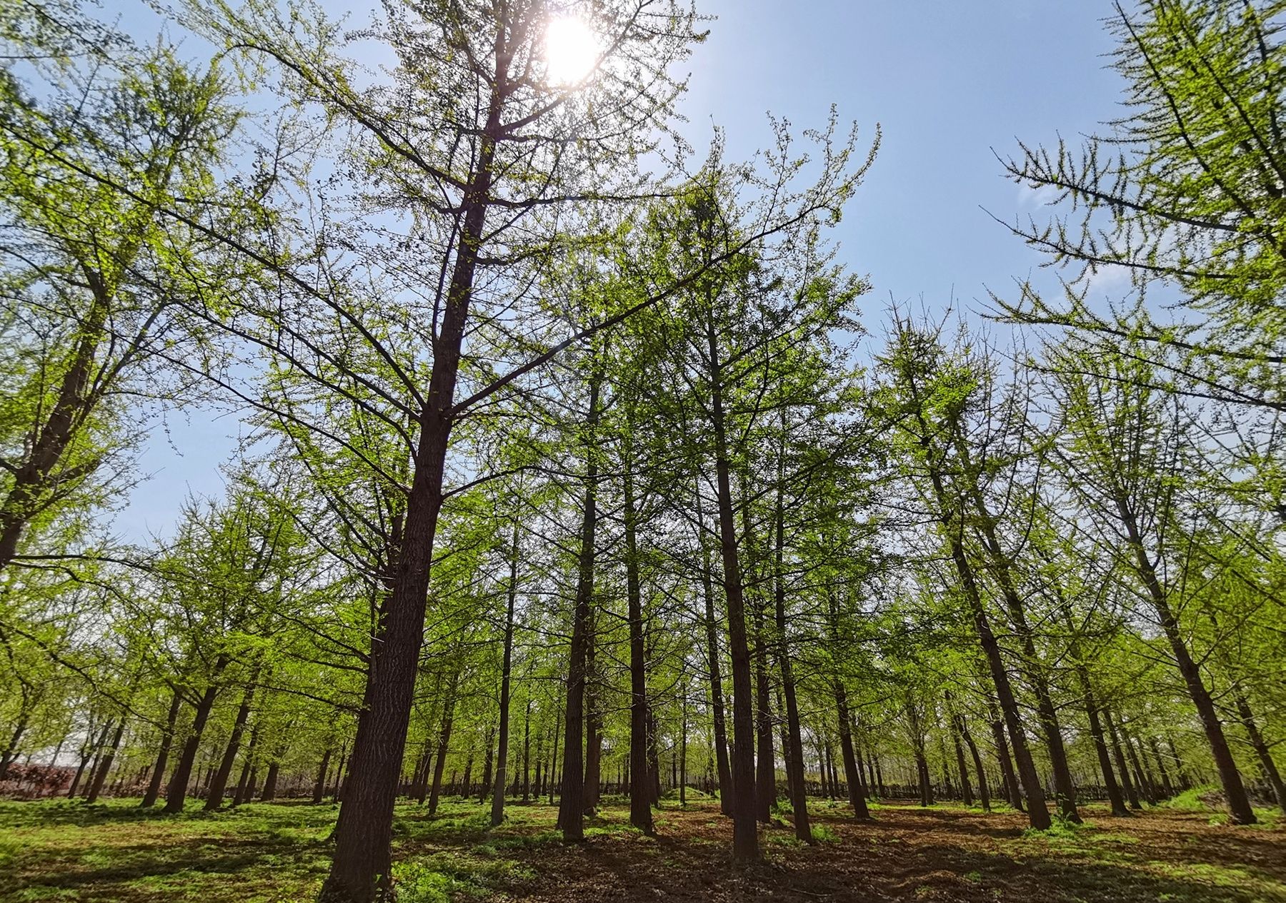 历史文化|枣庄滕州市官桥镇：倾力打造文旅产业融合发展新业态