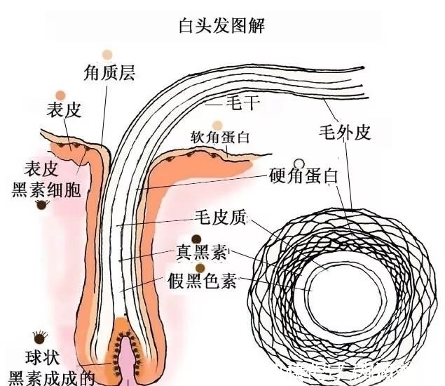 毛囊|白头发增多,可能与年龄无关,多是这3个因素在作怪!不妨看一看