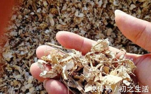 3种垃圾'一文不值'，却对养花有用，可让植物叶片又绿又肥