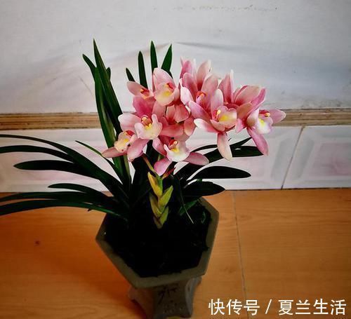 香味最浓的兰花,可以媲美香水,上盆效果棒,非常好养易活