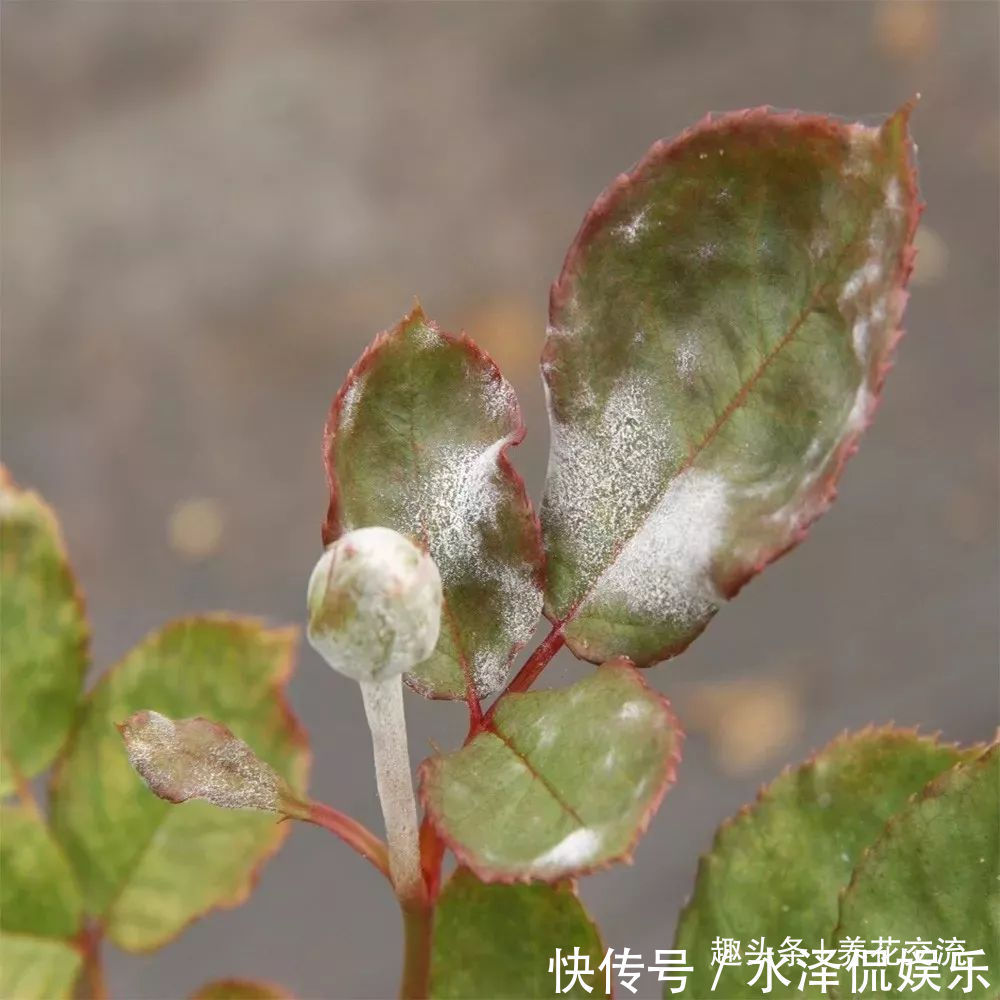 月季花|每年剪几次,喷点药,月季可保持经常开花,不怕黄叶和感染病虫害