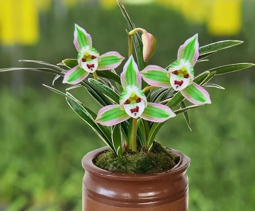  首选|兰中极品“帝王妃”，花色复杂，花香浓郁，好养易活，养兰首选